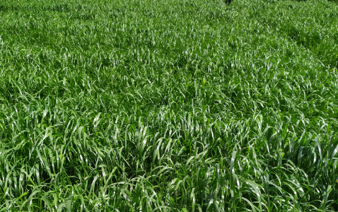 Zdjęcie mieszanki traw PASTWISKOWA KONIE z AGRONAS na polu demonstracyjnym w Sielinku 22.05.2023