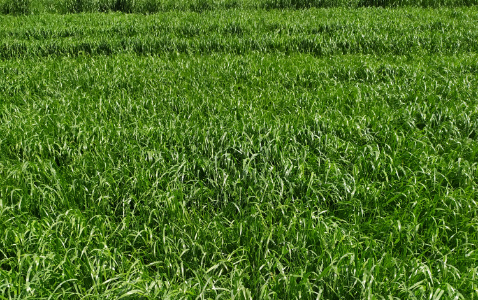 Zdjęcie mieszanki traw PODSIEW z AGRONAS na polu demonstracyjnym w Sielinku 22.05.2023