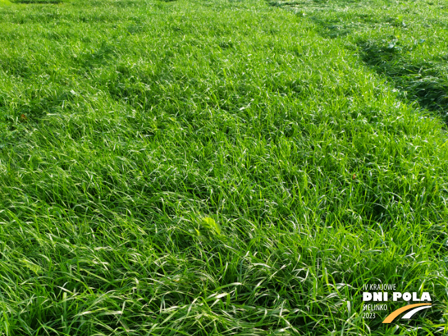 Zdjęcie 1. mieszanki traw Podsiew z AGRONAS na polu demonstracyjnym w Sielinku 28.11.2022