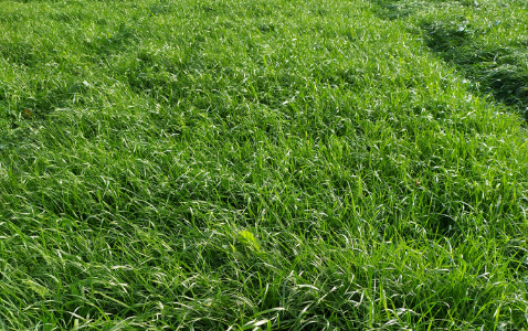 Zdjęcie mieszanki traw KOMETA z AGRONAS na polu demonstracyjnym w Sielinku 28.11.2022