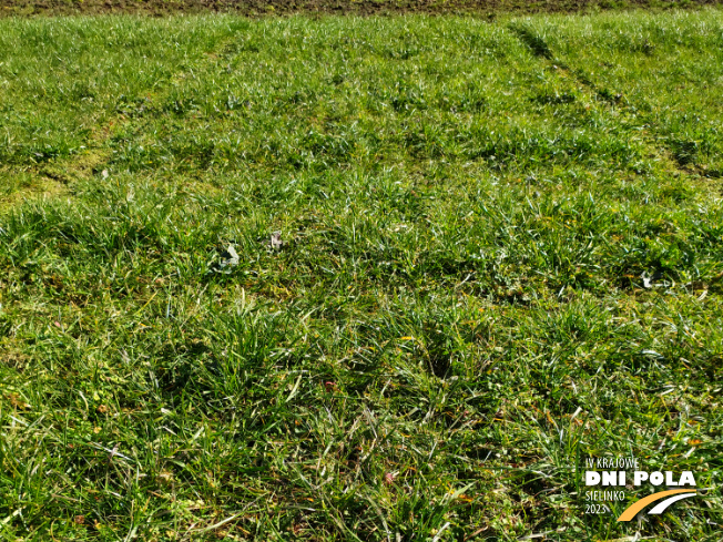 Zdjęcie 1. mieszanki traw COUNTRY 2013 z DSV na polu demonstracyjnym w Sielinku 16.03.2023