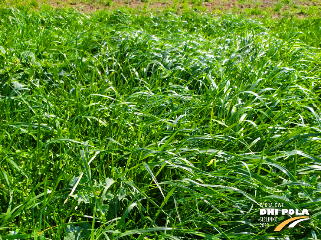 Zdjęcie 1. mieszanki traw COUNTRY 2013 z DSV na polu demonstracyjnym w Sielinku 20.04.2023