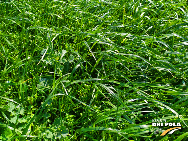 Zdjęcie 2. mieszanki traw COUNTRY 2013 z DSV na polu demonstracyjnym w Sielinku 20.04.2023