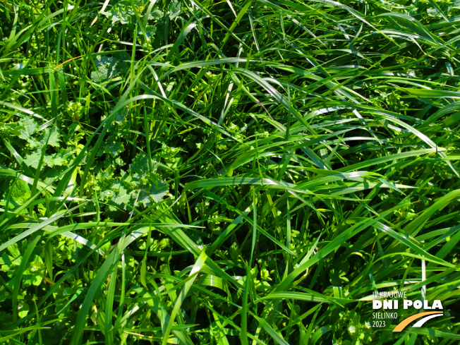 Zdjęcie 3. mieszanki traw COUNTRY 2013 z DSV na polu demonstracyjnym w Sielinku 20.04.2023