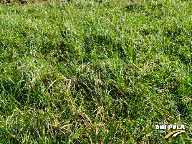 Zdjęcie 1. mieszanki traw COUNTRY 2014 z DSV na polu demonstracyjnym w Sielinku 16.03.2023