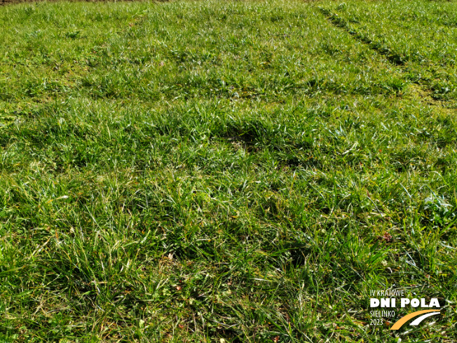 Zdjęcie 1. mieszanki traw COUNTRY 2031 z DSV na polu demonstracyjnym w Sielinku 16.03.2023