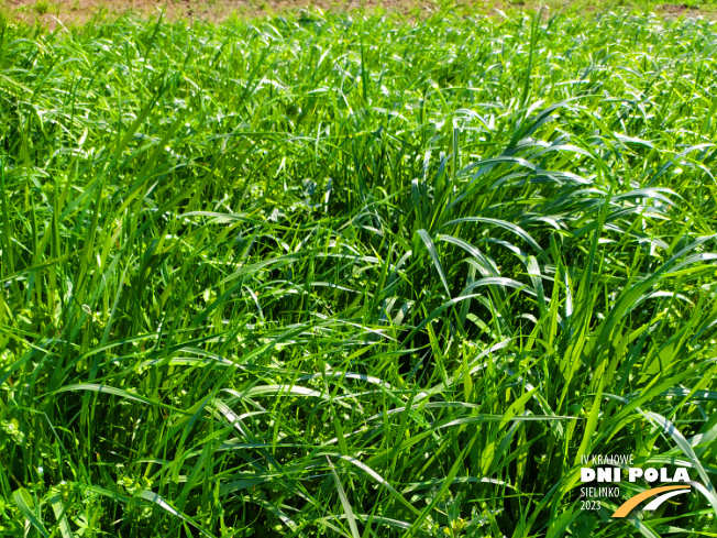 Zdjęcie 1. mieszanki traw COUNTRY 2031 z DSV na polu demonstracyjnym w Sielinku 20.04.2023