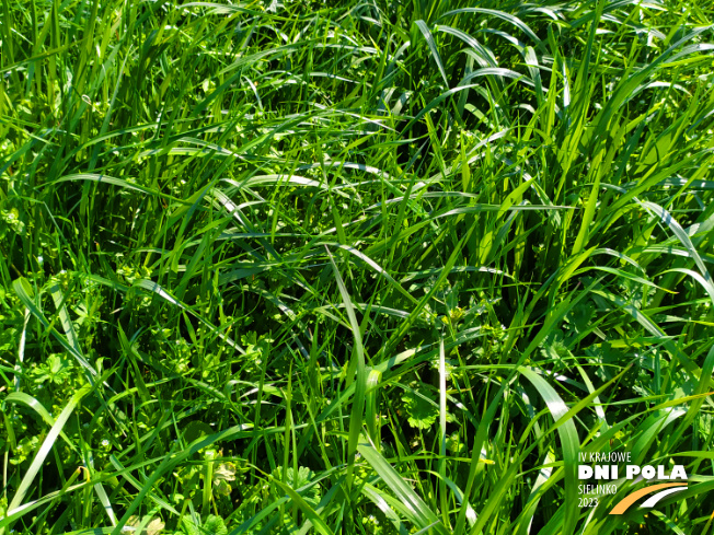 Zdjęcie 2. mieszanki traw COUNTRY 2031 z DSV na polu demonstracyjnym w Sielinku 20.04.2023