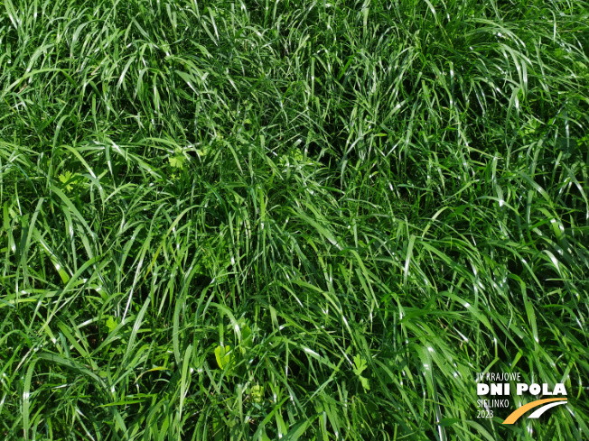 Zdjęcie 3. mieszanki traw COUNTRY 2031 z DSV na polu demonstracyjnym w Sielinku 22.05.2023