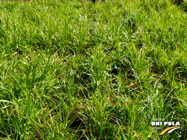 Zdjęcie 1. mieszanki traw COUNTRY 2048 z DSV na polu demonstracyjnym w Sielinku 16.03.2023