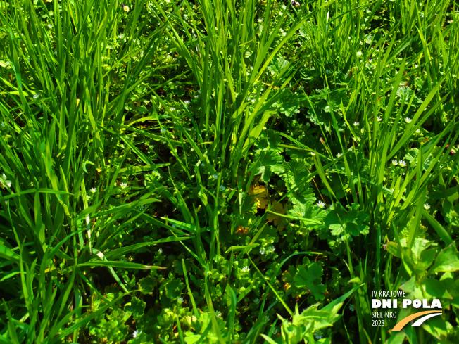 Zdjęcie 3. mieszanki traw COUNTRY 2048 z DSV na polu demonstracyjnym w Sielinku 20.04.2023