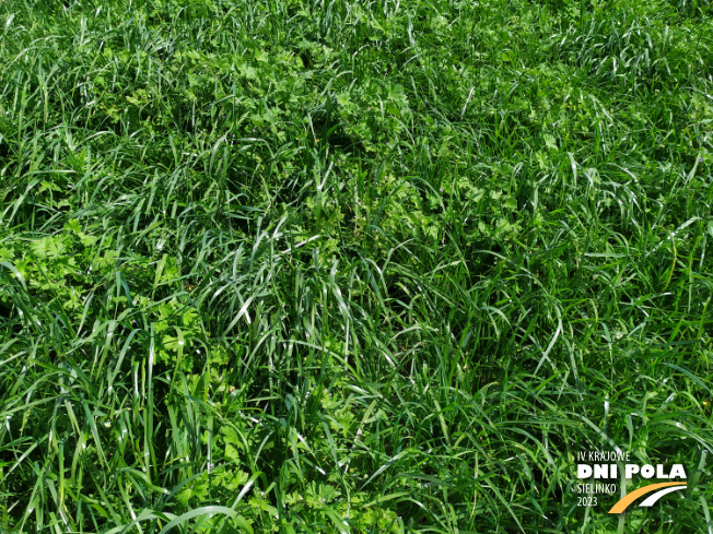 Zdjęcie 2. mieszanki traw COUNTRY 2048 z DSV na polu demonstracyjnym w Sielinku 22.05.2023