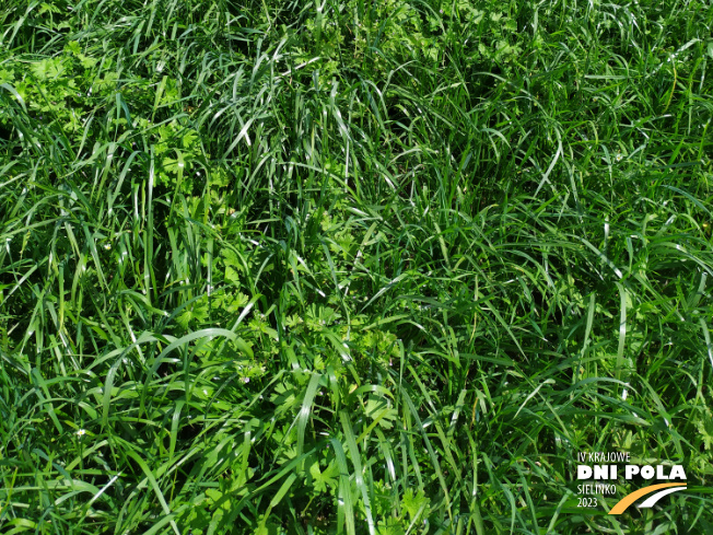 Zdjęcie 3. mieszanki traw COUNTRY 2048 z DSV na polu demonstracyjnym w Sielinku 22.05.2023