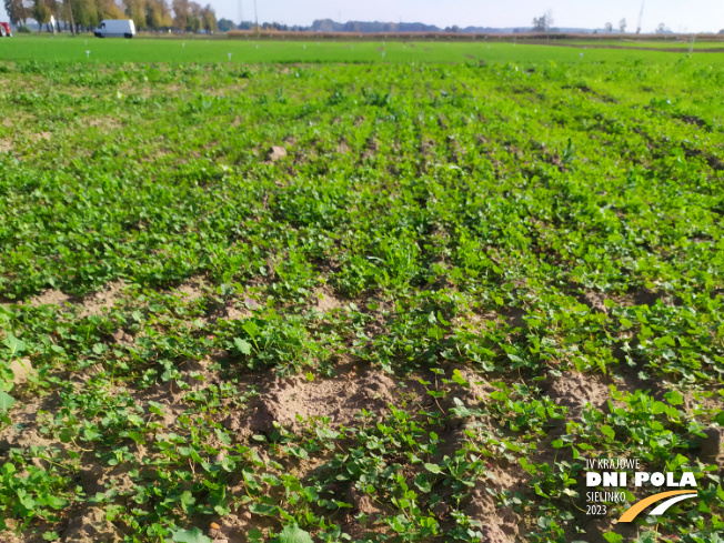 Zdjęcie 1. mieszanki traw COUNTRY 2060 z DSV na polu demonstracyjnym w Sielinku 17.10.2022