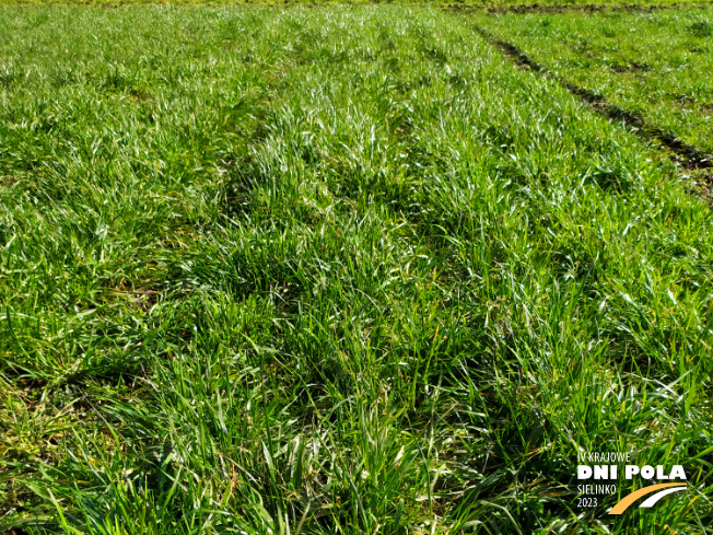 Zdjęcie 1. mieszanki traw Luśka Premium z Sowul na polu demonstracyjnym w Sielinku 16.03.2023