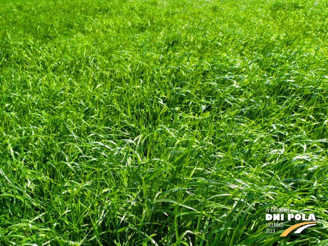 Zdjęcie 1. mieszanki traw Luśka Premium z Sowul na polu demonstracyjnym w Sielinku 20.04.2023