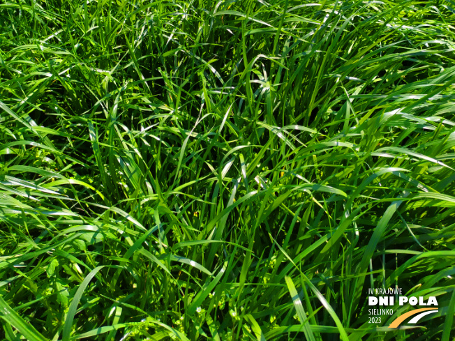 Zdjęcie 3. mieszanki traw Luśka Premium z Sowul na polu demonstracyjnym w Sielinku 20.04.2023