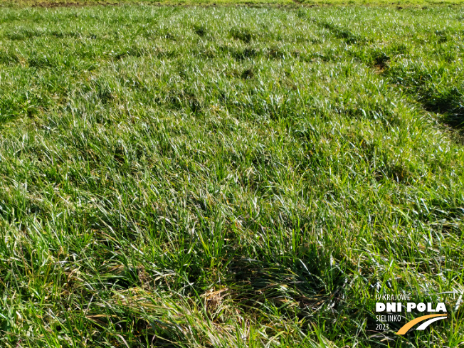 Zdjęcie 1. mieszanki traw Rokita z Sowul na polu demonstracyjnym w Sielinku 16.03.2023