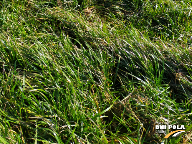 Zdjęcie 3. mieszanki traw Rokita z Sowul na polu demonstracyjnym w Sielinku 16.03.2023