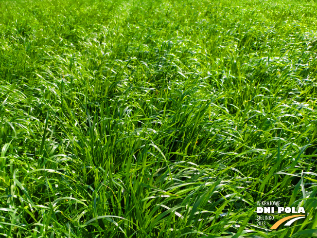 Zdjęcie 1. mieszanki traw Rokita z Sowul na polu demonstracyjnym w Sielinku 20.04.2023