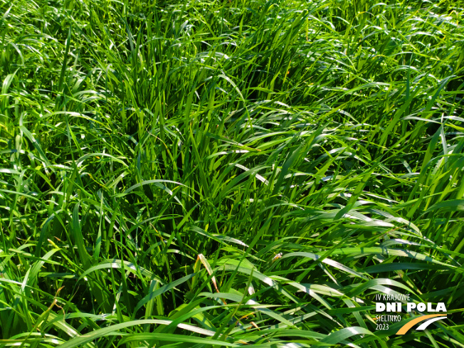 Zdjęcie 2. mieszanki traw Rokita z Sowul na polu demonstracyjnym w Sielinku 20.04.2023