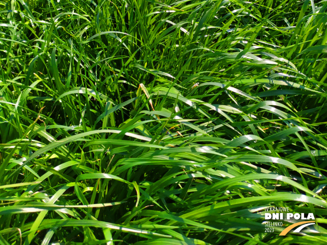 Zdjęcie 3. mieszanki traw Rokita z Sowul na polu demonstracyjnym w Sielinku 20.04.2023