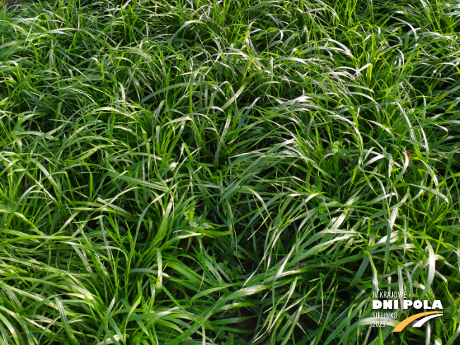 Zdjęcie 3. mieszanki traw Rokita z Sowul na polu demonstracyjnym w Sielinku 28.11.2022