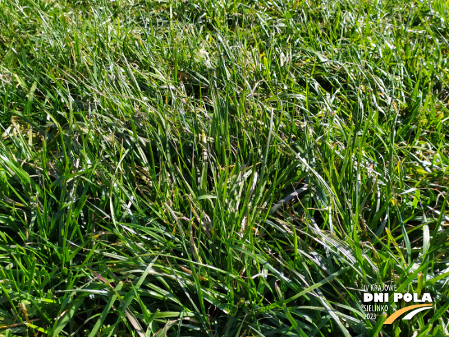 Zdjęcie 2. mieszanki traw Smakowita z Sowul na polu demonstracyjnym w Sielinku 16.03.2023