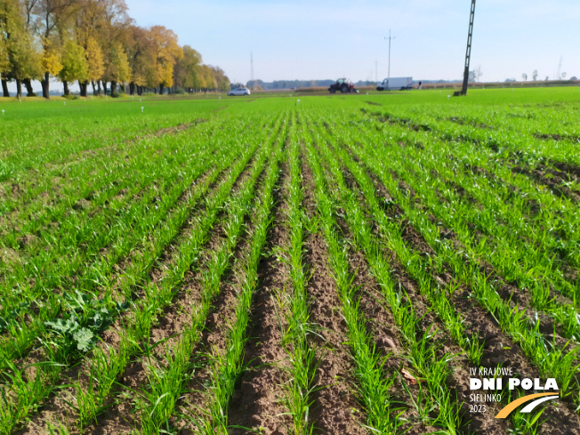 Zdjęcie 1. mieszanki traw Smakowita z Sowul na polu demonstracyjnym w Sielinku 17.10.2022