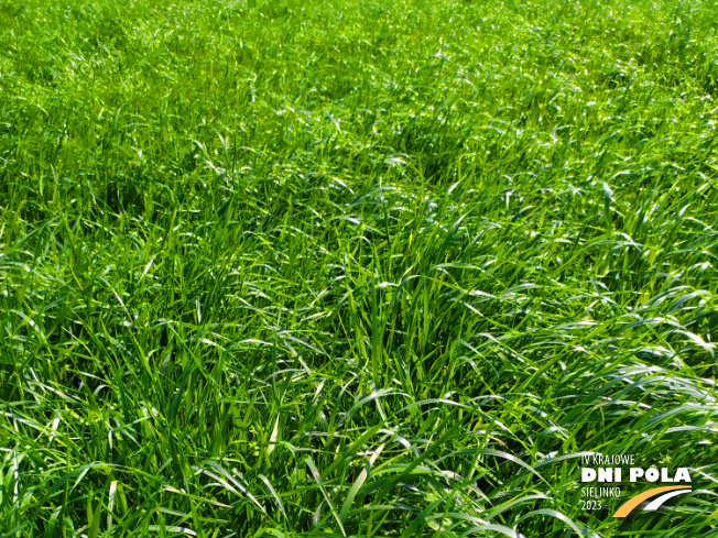 Zdjęcie 1. mieszanki traw Smakowita z Sowul na polu demonstracyjnym w Sielinku 20.04.2023