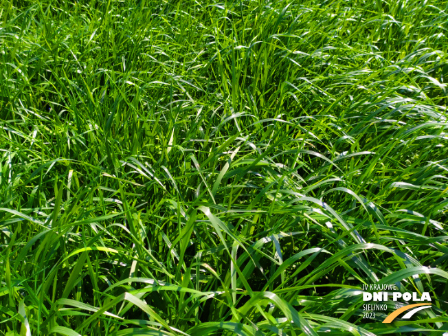 Zdjęcie 2. mieszanki traw Smakowita z Sowul na polu demonstracyjnym w Sielinku 20.04.2023