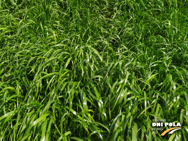 Zdjęcie 3. mieszanki traw Smakowita z Sowul na polu demonstracyjnym w Sielinku 22.05.2023