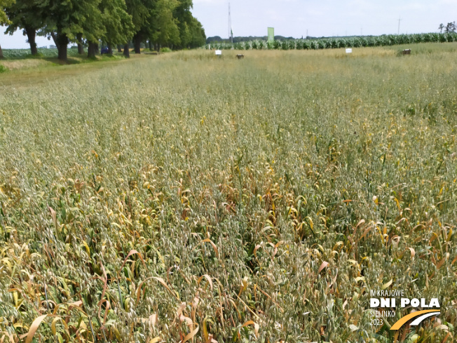 Zdjęcie 1. owsa jarego GEPARD z Hodowli Roślin STRZELCE na polu demonstracyjnym w Sielinku 04.07.2023