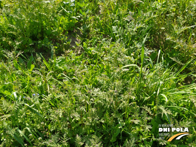 Zdjęcie 1. pas kwietny Mieszanka traw i roślin kwietnych - Rolimpex z Uniwersytetu Przyrodniczego w Poznaniu na polu demonstracyjnym w Sielinku 22.05.2023