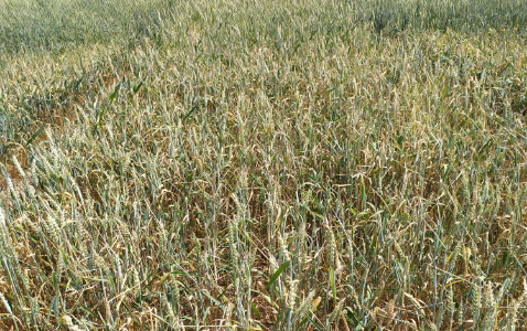 Zdjęcie pszenicy jarej ITAKA (LOZ) z DANKO Hodowli Roślin na polu demonstracyjnym w Sielinku 04.07.2023
