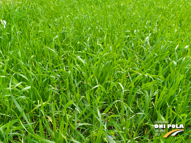 Zdjęcie 1. pszenicy jarej JARLANKA z Hodowli Roślin SMOLICE na polu demonstracyjnym w Sielinku 19.05.2023