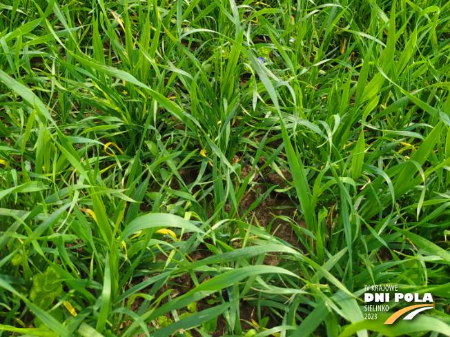 Zdjęcie 3. pszenicy jarej JARLANKA z Hodowli Roślin SMOLICE na polu demonstracyjnym w Sielinku 19.05.2023