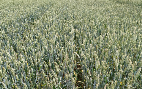Zdjęcie pszenicy jarej JUTRZENKA z Małopolskiej Hodowli Roślin na polu demonstracyjnym w Sielinku 04.07.2023