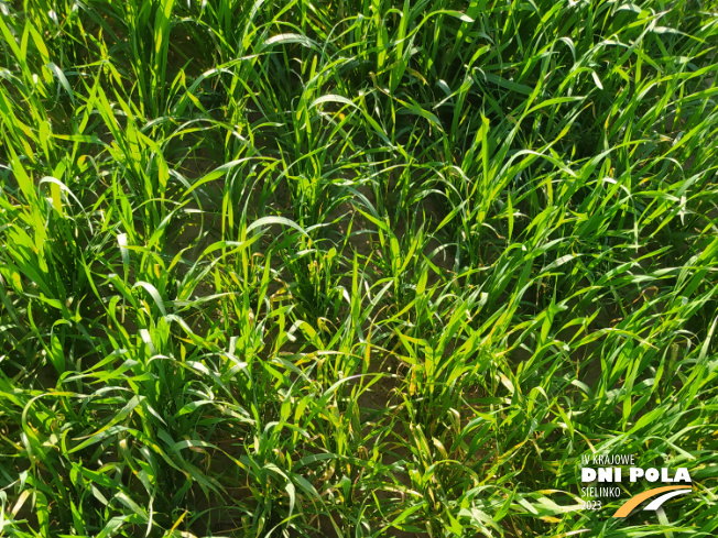 Zdjęcie 1. pszenicy jarej MERKAWA (LOZ) z Hodowli Roślin SMOLICE na polu demonstracyjnym w Sielinku 22.05.2023