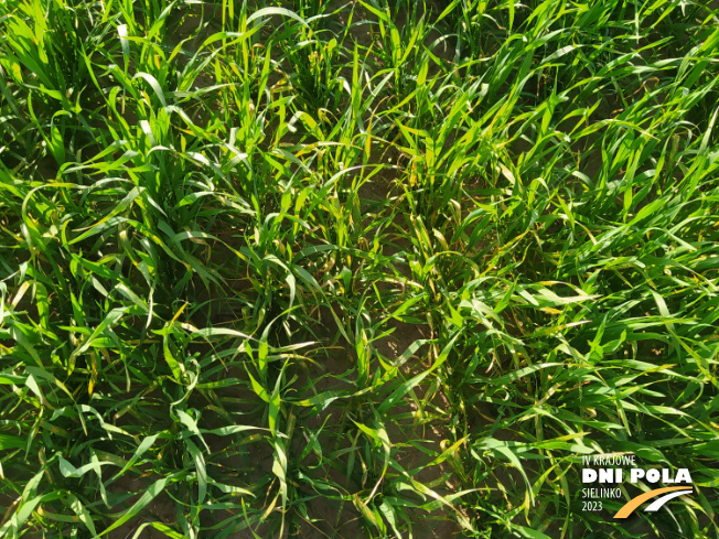 Zdjęcie 2. pszenicy jarej MERKAWA (LOZ) z Hodowli Roślin SMOLICE na polu demonstracyjnym w Sielinku 22.05.2023