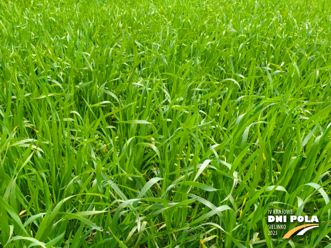 Zdjęcie 1. pszenicy jarej MERKAWA z Hodowli Roślin SMOLICE na polu demonstracyjnym w Sielinku 19.05.2023