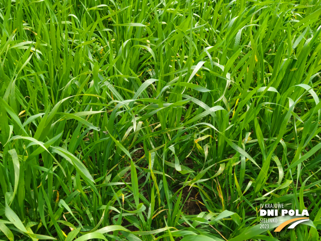 Zdjęcie 2. pszenicy jarej MERKAWA z Hodowli Roślin SMOLICE na polu demonstracyjnym w Sielinku 19.05.2023