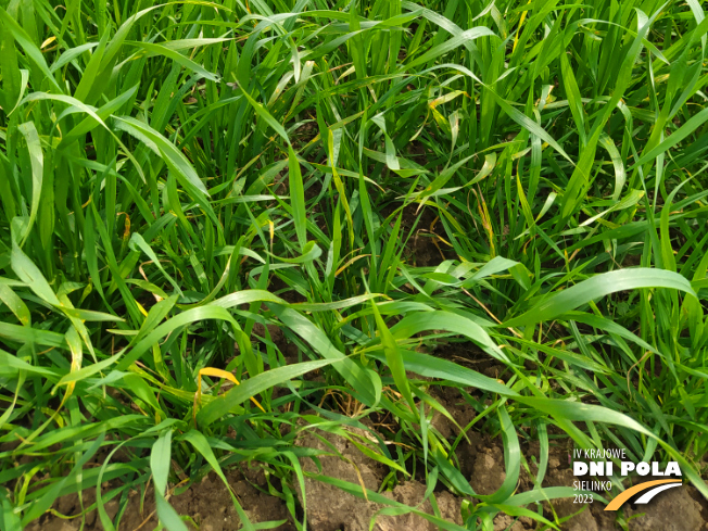 Zdjęcie 3. pszenicy jarej MERKAWA z Hodowli Roślin SMOLICE na polu demonstracyjnym w Sielinku 19.05.2023