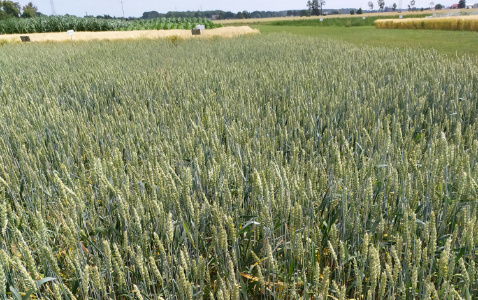 Zdjęcie pszenicy jarej AURA z Hodowli Roślin STRZELCE na polu demonstracyjnym w Sielinku 04.07.2023