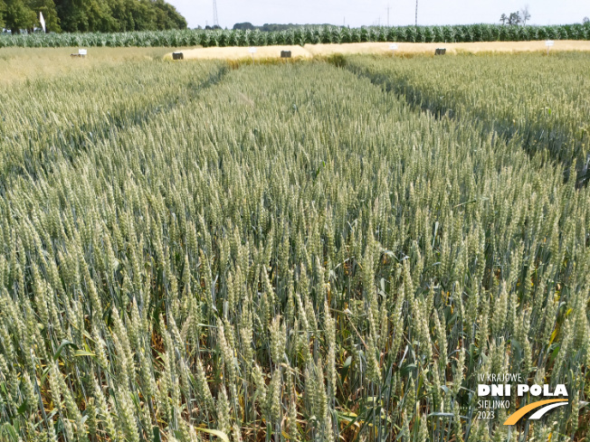 Zdjęcie 1. pszenicy jarej STACHUS z IGP Polska na polu demonstracyjnym w Sielinku 04.07.2023
