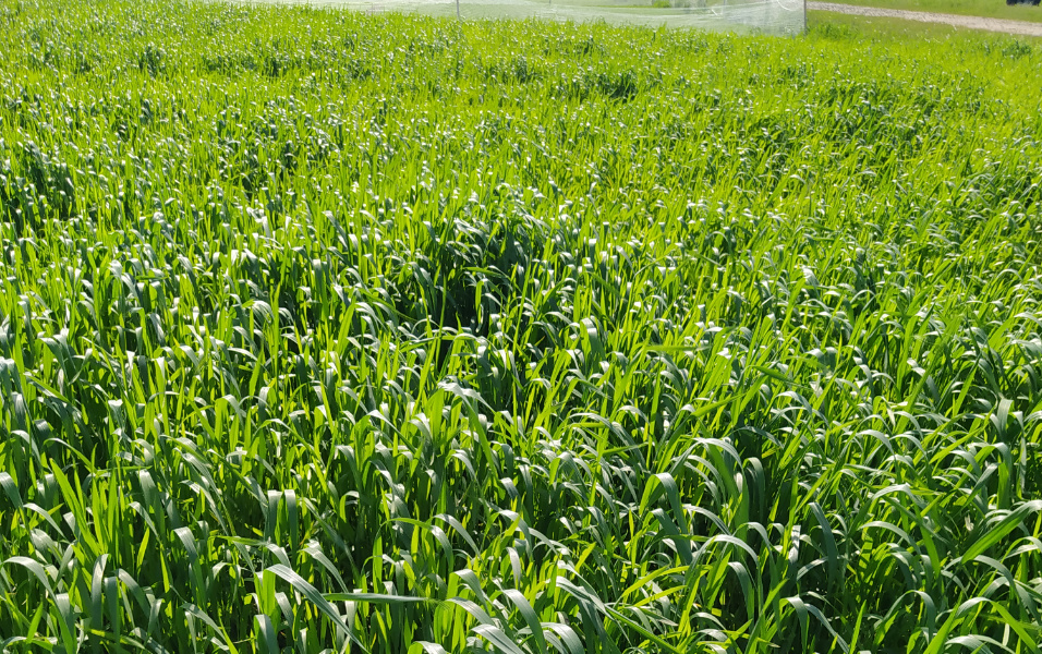 Pszenica Orkisz Ozima Hodowla Ro lin SMOLICE Krajowe Dni Pola 2023 Pszenica Orkisz Ozima Hodowla Ro lin SMOLICE Krajowe Dni Pola 2023