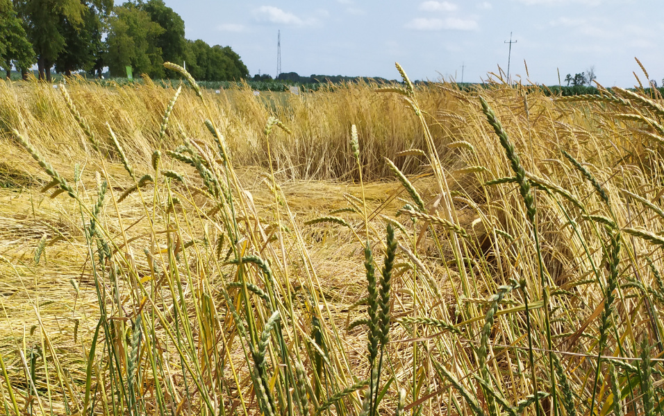 Pszenica Orkisz Ozima Hodowla Ro lin SMOLICE Krajowe Dni Pola 2023 Pszenica Orkisz Ozima Hodowla Ro lin SMOLICE Krajowe Dni Pola 2023
