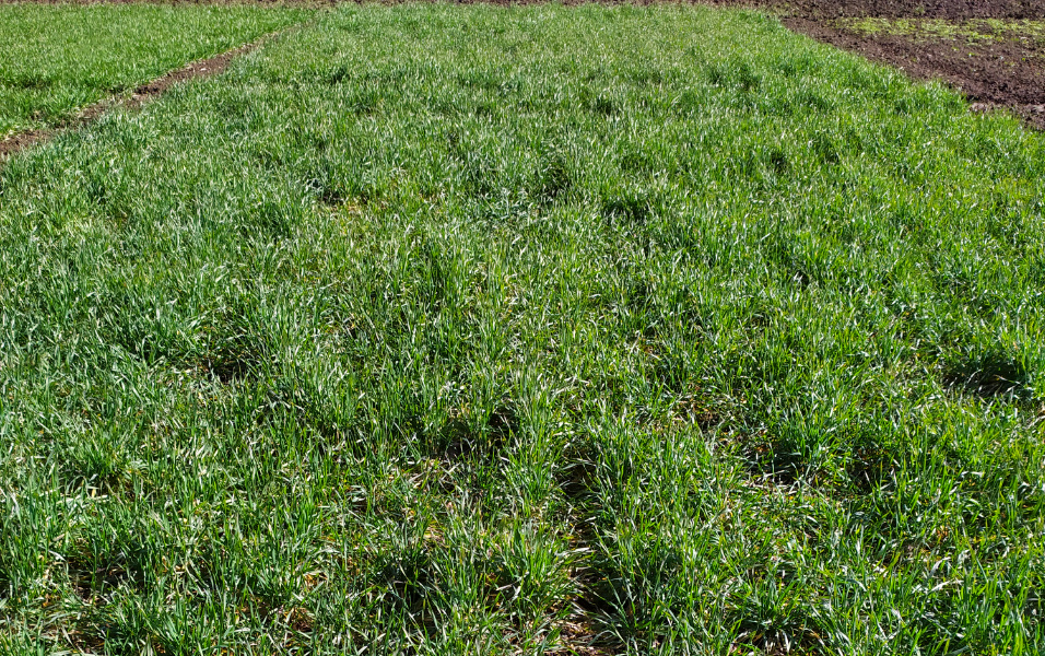 Pszenica Orkisz Ozima Krajowe Dni Pola 2023 Pszenica Orkisz Ozima Krajowe Dni Pola 2023