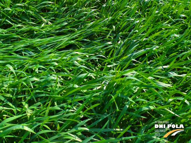 Zdjęcie 3. pszenicy orkisz ozimej SM Orkus z Hodowli Roślin SMOLICE na polu demonstracyjnym w Sielinku 20.04.2023