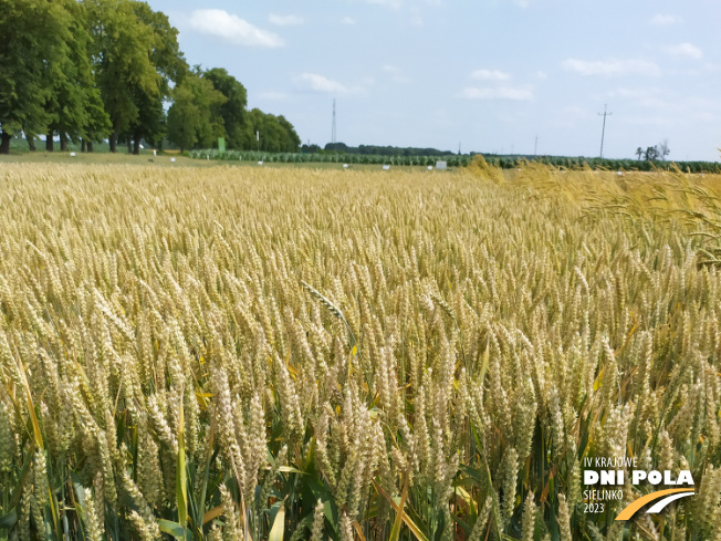Zdjęcie 1. pszenicy ozimej CIRCUS z AGROCHEST na polu demonstracyjnym w Sielinku 04.07.2023